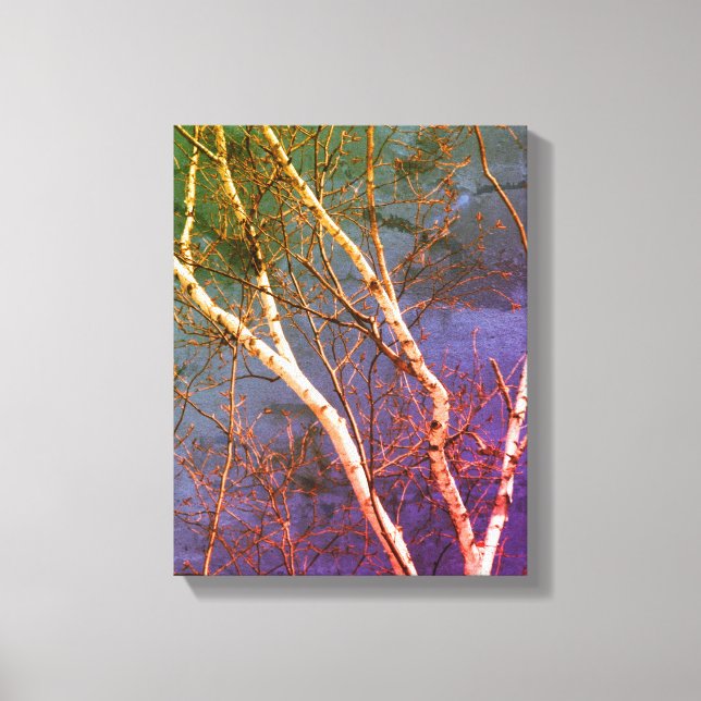 White Birch Tree Against Blue Sky Nature Abstract Canvas Print (Front)