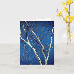 White Birch Tree Blue Sky Nature Note Card