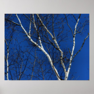 White Birch Tree Blue Sky Nature Orton Effect Poster
