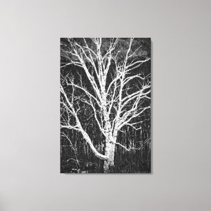 White Birch Tree In Winter Black And White Photo Canvas Print