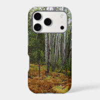 White Birch Trees and Fall Ferns at Rocky Mountain