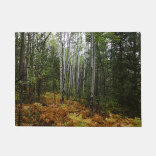 White Birch Trees and Fall Ferns at Rocky Mountain Doormat