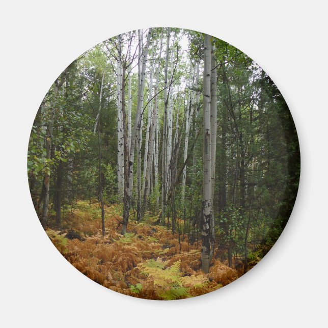 White Birch Trees and Fall Ferns at Rocky Mountain Magnet (Front)