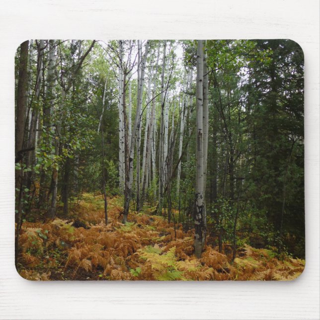 White Birch Trees and Fall Ferns at Rocky Mountain Mouse Mat (Front)