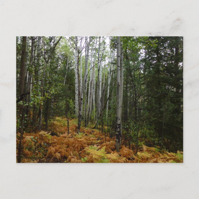 White Birch Trees and Fall Ferns at Rocky Mountain Postcard (Front)