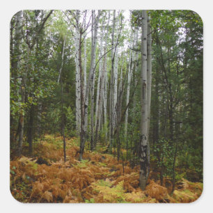 White Birch Trees and Fall Ferns at Rocky Mountain Square Sticker