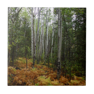 White Birch Trees and Fall Ferns at Rocky Mountain Tile