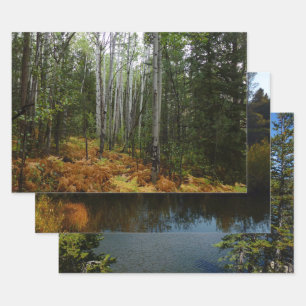 White Birch Trees and Fall Ferns at Rocky Mountain Wrapping Paper Sheet