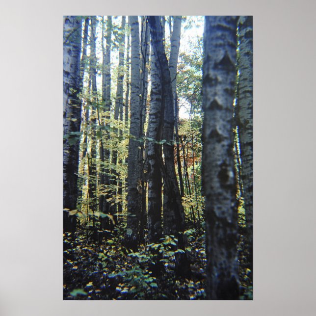 White birch trees poster (Front)