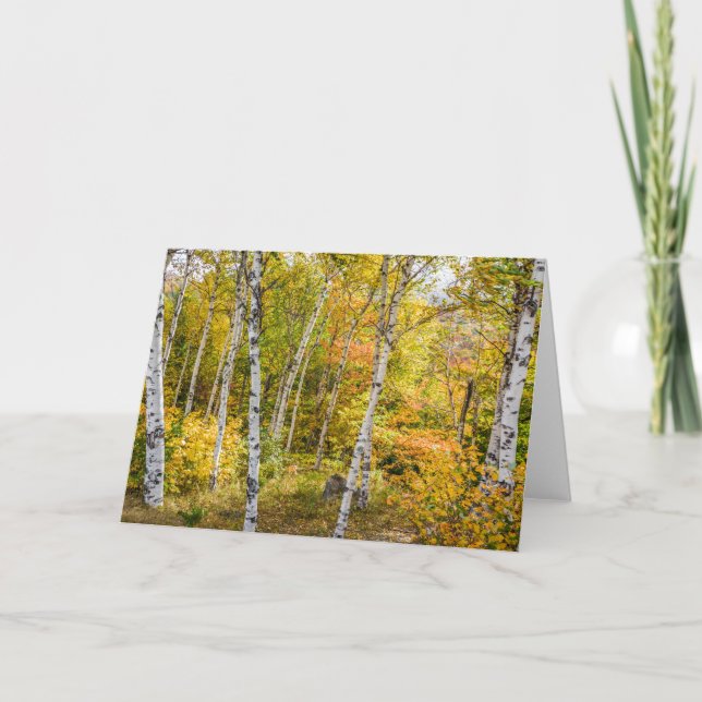 White Birches in Autumn Greeting Card (Front)