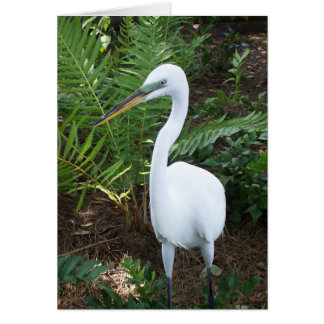 White Bird