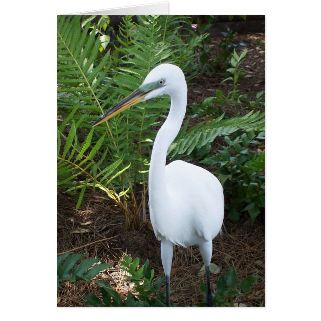 White Bird (Front)