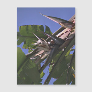 White Bird of Paradise - Flexible Photo Magnet