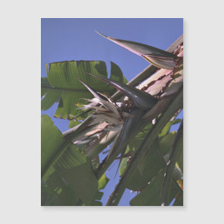 White Bird of Paradise - Flexible Photo Magnet 