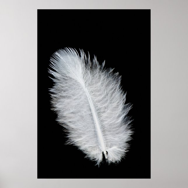 White bird's feather poster (Front)