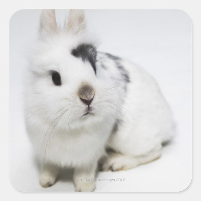 White, black and brown rabbit square sticker (Front)