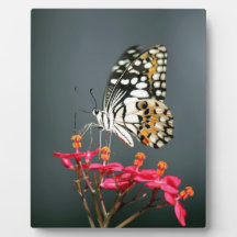 White Black and Yellow Butterfly on Pink Flowers