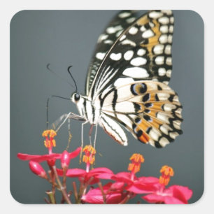 White Black and Yellow Butterfly on Pink Flowers Square Sticker