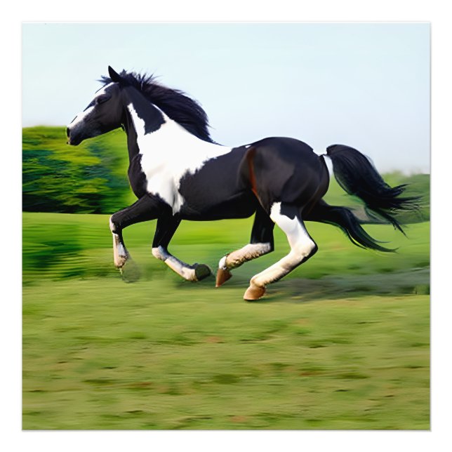 White & Black Beauty Horse Galloping in Nature Photo Print (Front)