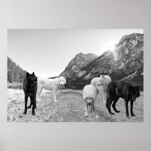 White Black Wolf River Landscape  Poster