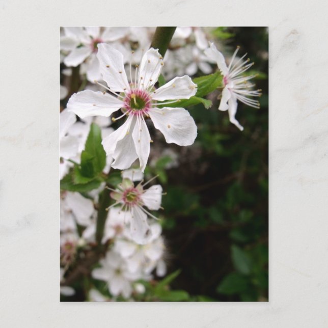 White Blackthorn Blossom Postcard (Front)