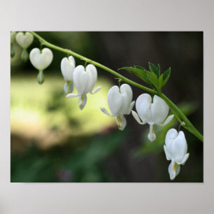 White Bleeding Heart Flowers Poster