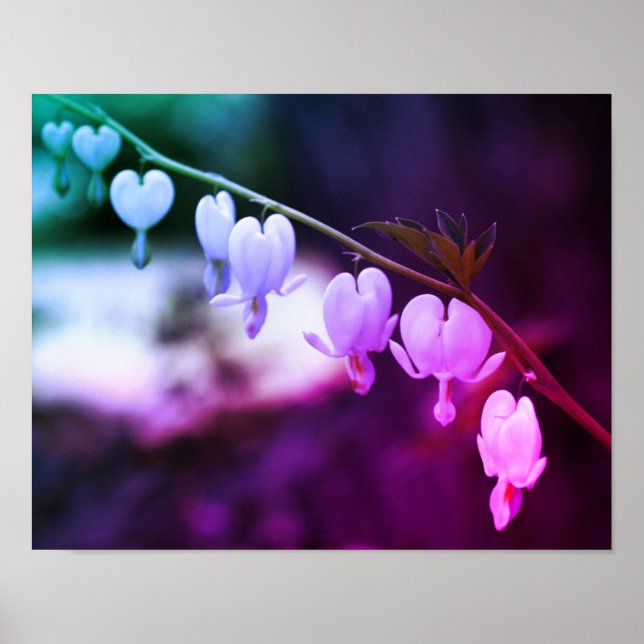 White Bleeding Heart Flowers Tinted Poster (Front)
