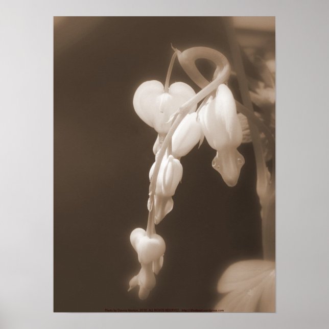white bleeding hearts sepia poster (Front)