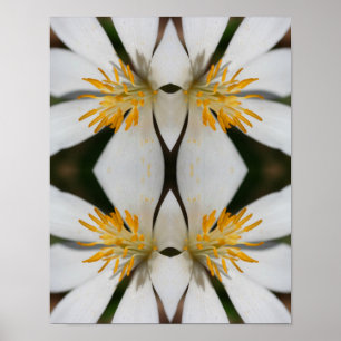 White Bloodroot Flower Close Up Mirror Abstract  Poster