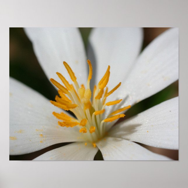 White Bloodroot Flower Petals Close Up Poster (Front)