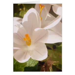 White Bloom Dappled Light