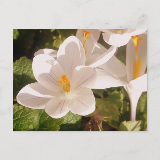 White Bloom Dappled Light Postcard (Front)