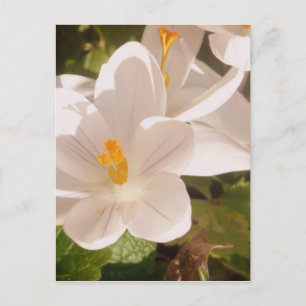 White Bloom Dappled Light Postcard