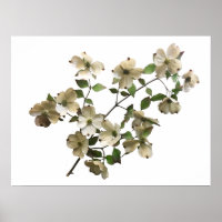 white blooming dogwood branch