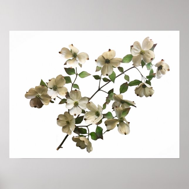 white blooming dogwood branch poster (Front)