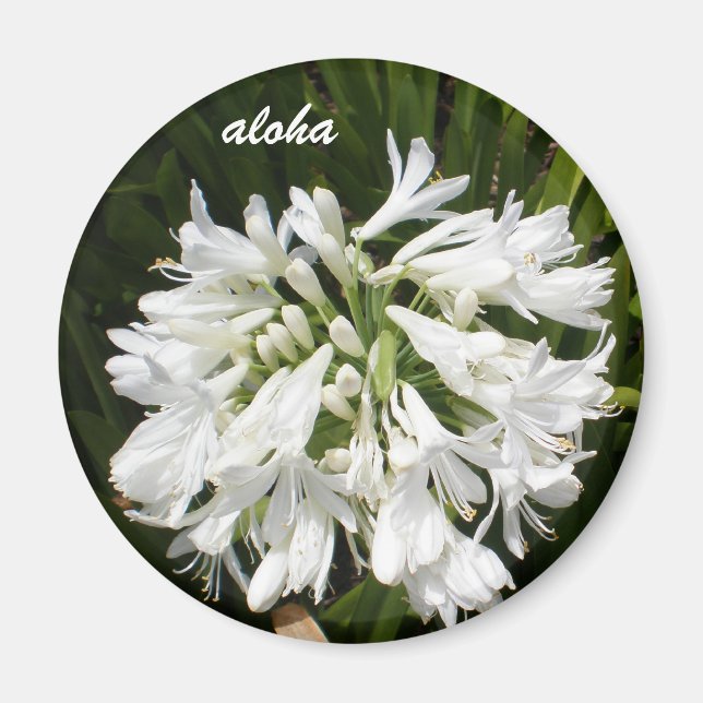 white blooms aloha magnet (Front)
