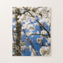 White Blossom blue sky background
