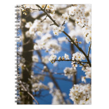 White Blossom blue sky background