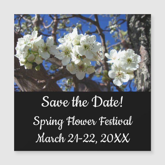 White Blossom Clusters Spring Flowering Pear Tree (Front)