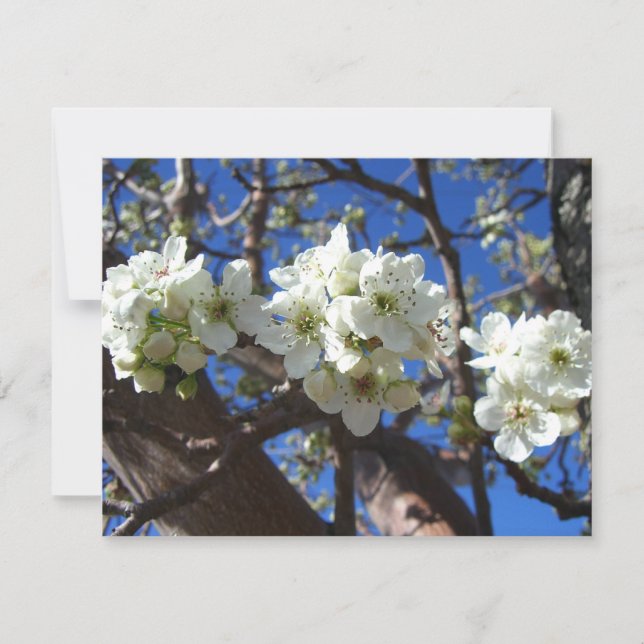 White Blossom Clusters Spring Flowering Pear Tree (Front)