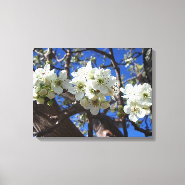 White Blossom Clusters Spring Flowering Pear Tree Canvas Print (Front)