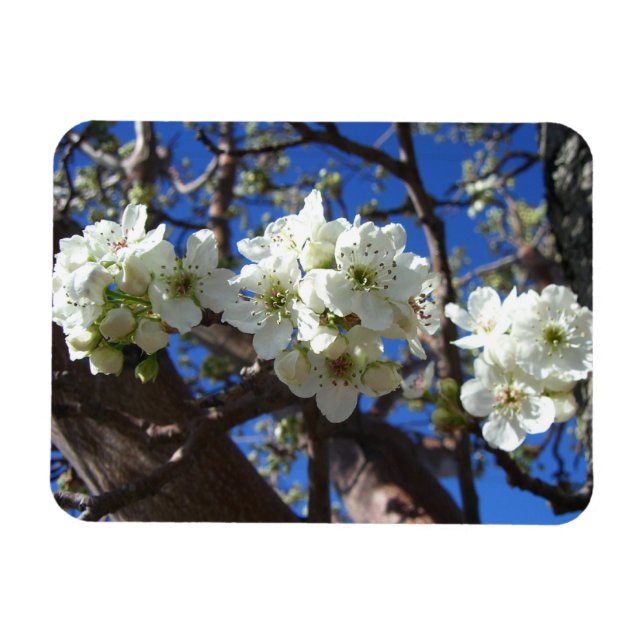 White Blossom Clusters Spring Flowering Pear Tree Magnet (Horizontal)