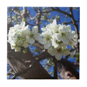 White Blossom Clusters Spring Flowering Pear Tree Tile