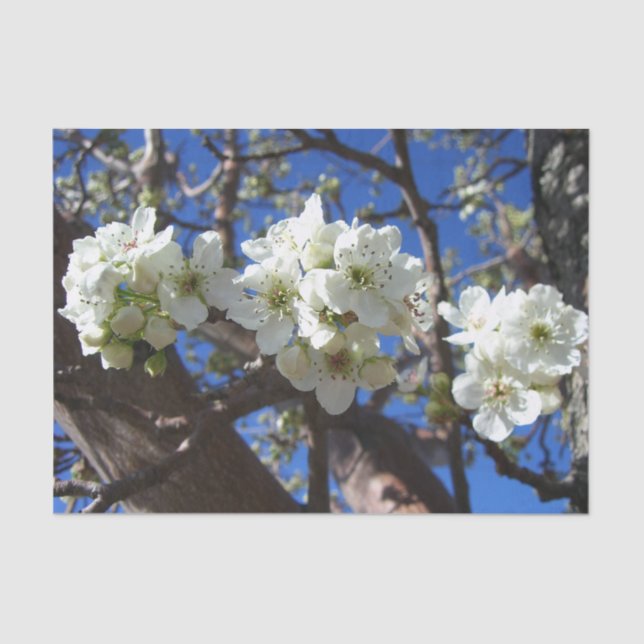 White Blossom Clusters Spring Flowering Pear Tree Tissue Paper (Front)