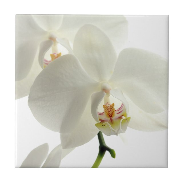White Blossom Orchid Flower Floral Nature Tile (Front)