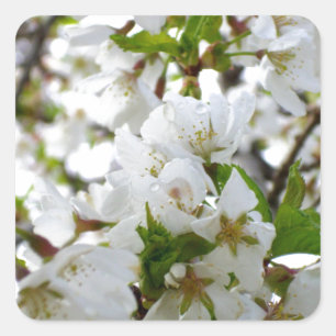 White Blossom Square Sticker