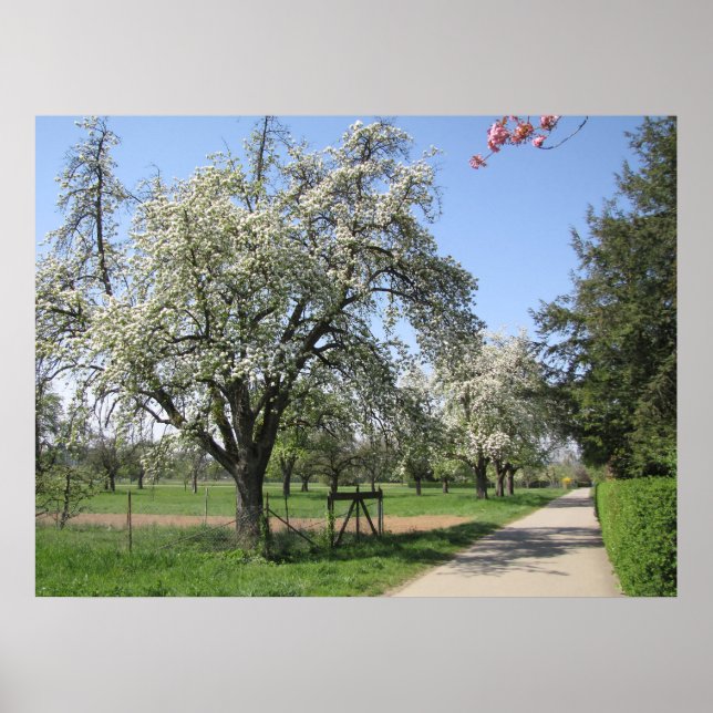 White blossoming tree poster (Front)