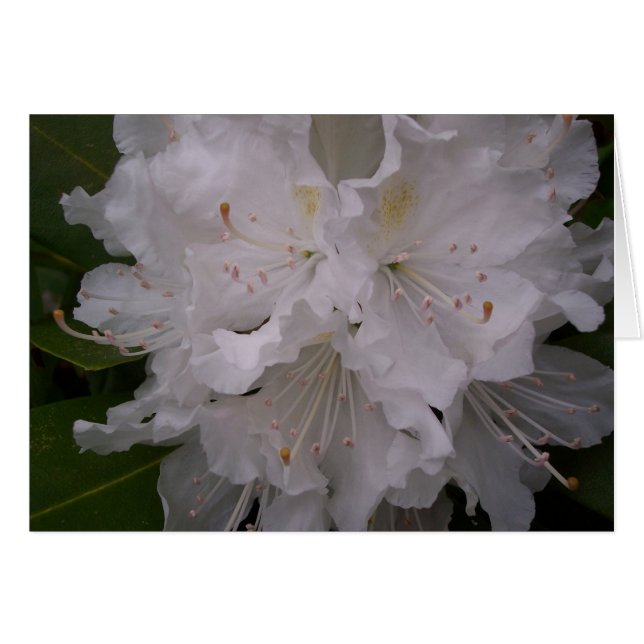 White Blossoms (Front Horizontal)
