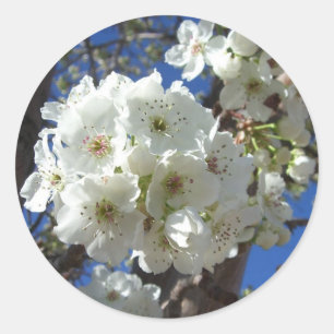 White Blossoms I Ornamental Pear Tree Classic Round Sticker