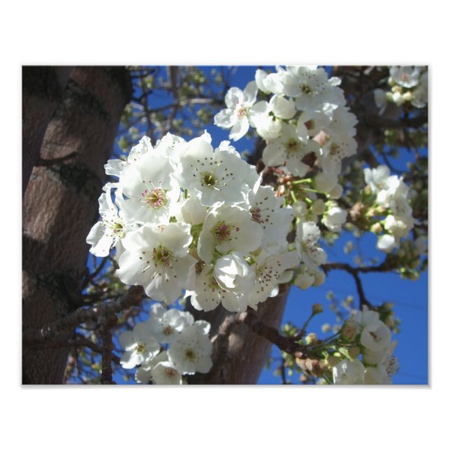 White Blossoms I Ornamental Pear Tree Photo Print (Front)